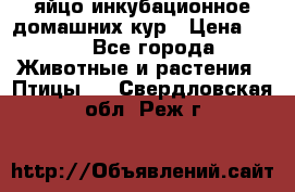 яйцо инкубационное домашних кур › Цена ­ 25 - Все города Животные и растения » Птицы   . Свердловская обл.,Реж г.